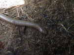 FZ015088 Slow worm in the compost bin.jpg